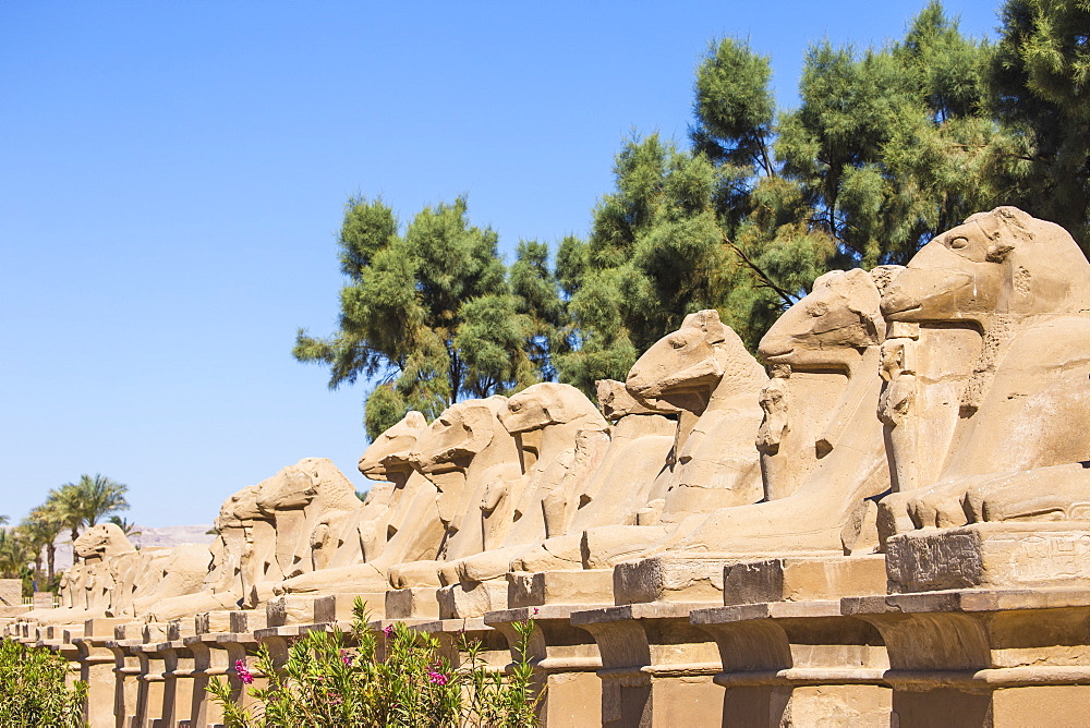 Avenue of Sphinxes, Luxor Temple, UNESCO World Heritage Site, Luxor, Egypt, North Africa, Africa