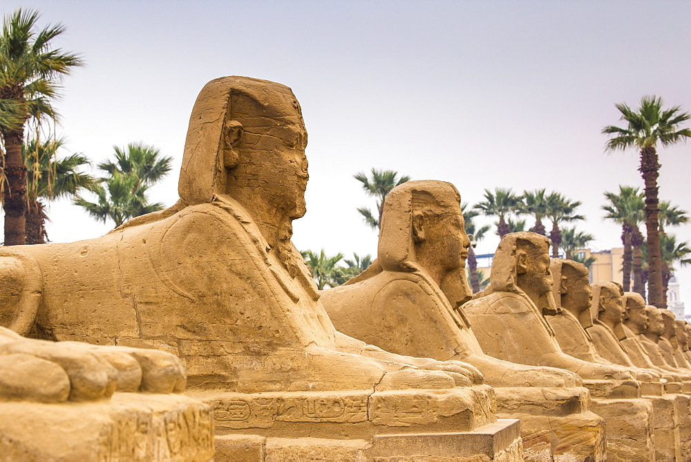 Avenue of Sphinxes, Luxor Temple, UNESCO World Heritage Site, Luxor, Egypt, North Africa, Africa