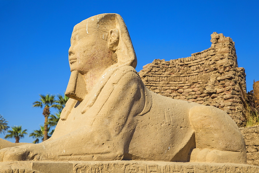 Avenue of Sphinxes, Luxor Temple, UNESCO World Heritage Site, Luxor, Egypt, North Africa, Africa