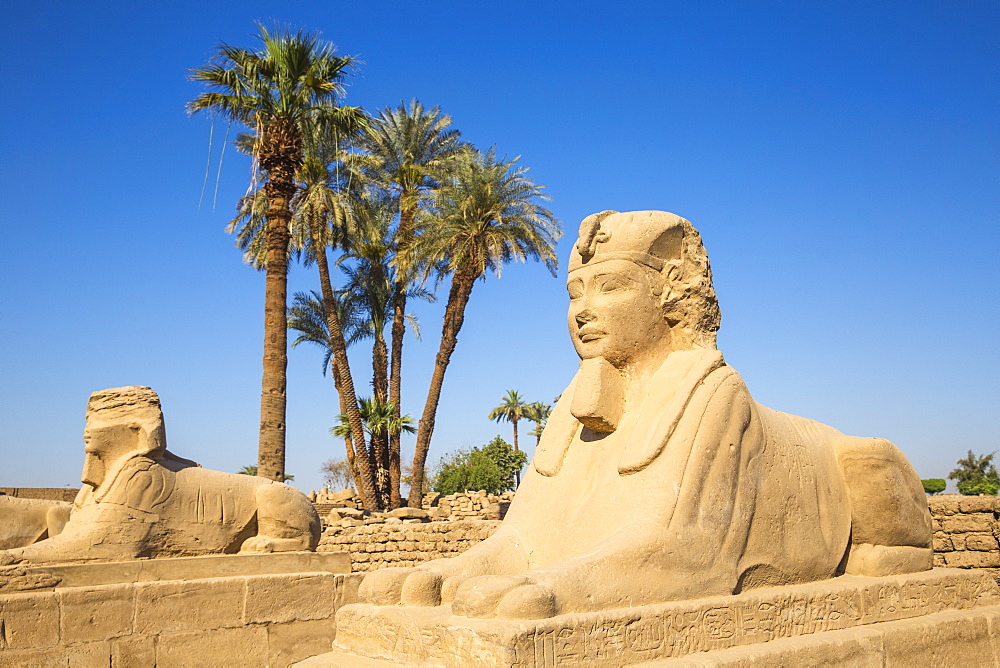 Avenue of Sphinxes, Luxor Temple, UNESCO World Heritage Site, Luxor, Egypt, North Africa, Africa