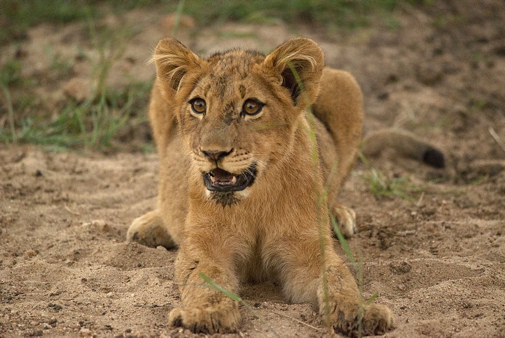 Lion cub, Kruger National Park, South Africa, Africa