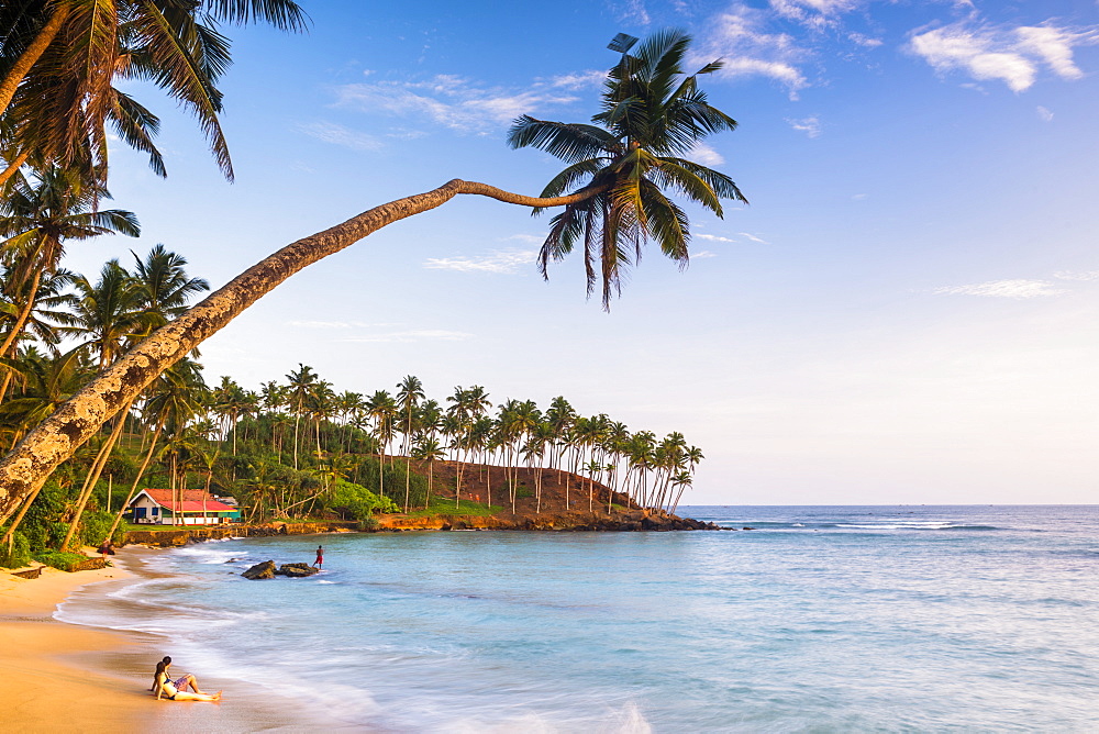 Palm tree, Mirissa Beach, South Coast of Sri Lanka, Sri Lanka, Asia