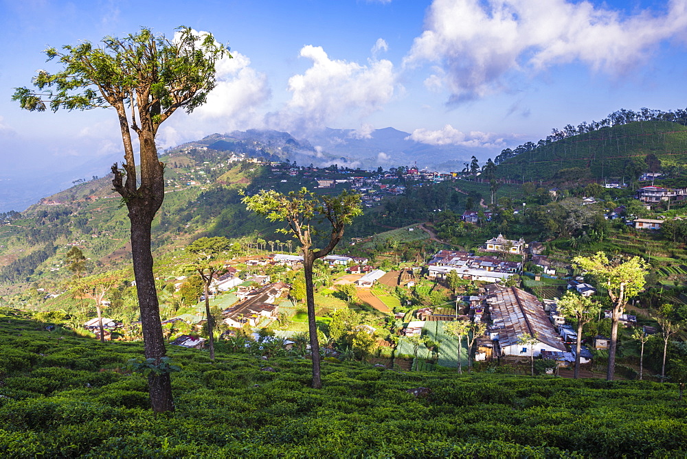 Haputale and a tea estate, Sri Lanka Hill Country, Nuwara Eliya District, Sri Lanka, Asia