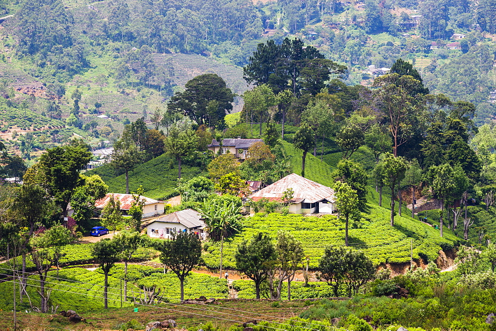 Houses on a tea estate in Haputale, Sri Lanka Hill Country, Sri Lanka, Asia