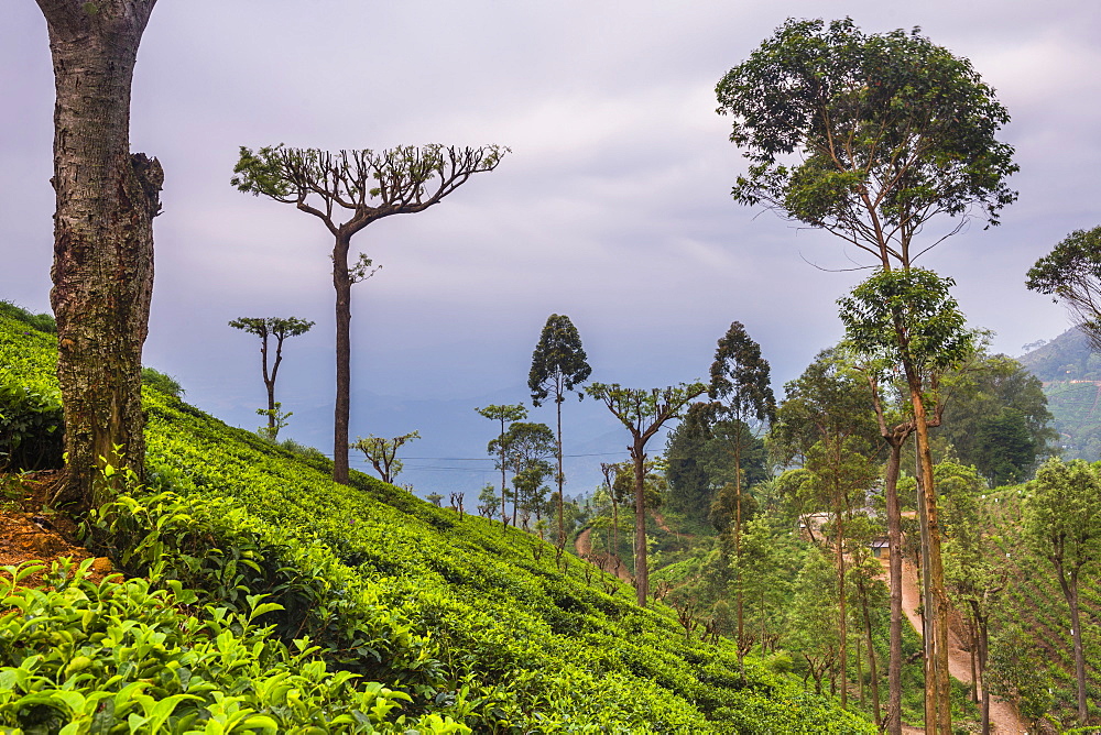 Tea plantation on a tea estate in Haputale, Nuwara Eliya District, Sri Lanka Hill Country, Sri Lanka, Asia