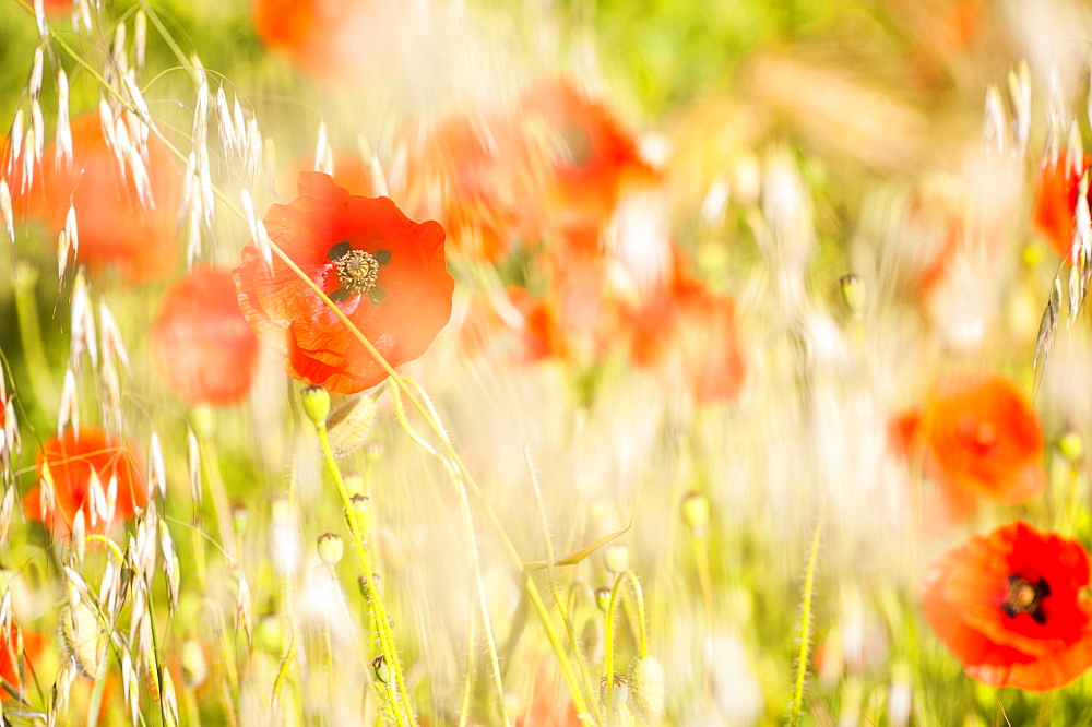 Poppy field in Northumberland National Park, near Hexham, Northumberland, England, United Kingdom, Europe