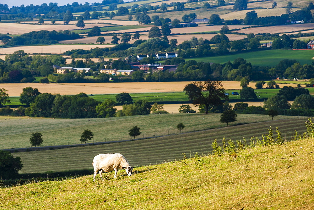 Sheep at Chipping Campden, The Cotswolds, Gloucestershire, England, United Kingdom, Europe 