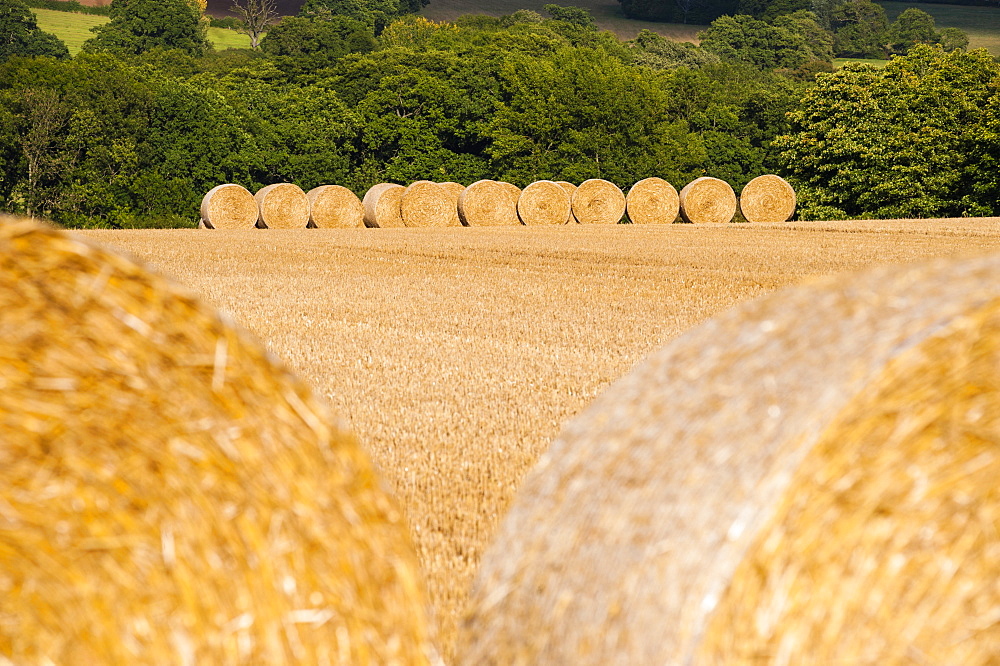 Hay bales in The Cotswolds, Longborough, Gloucestershire, England, United Kingdom, Europe 