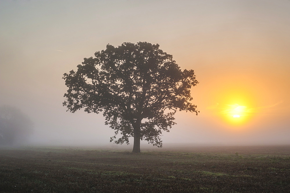 Misty tree at sunrise, Broadway, The Cotswolds, Gloucestershire, England, United Kingdom, Europe 