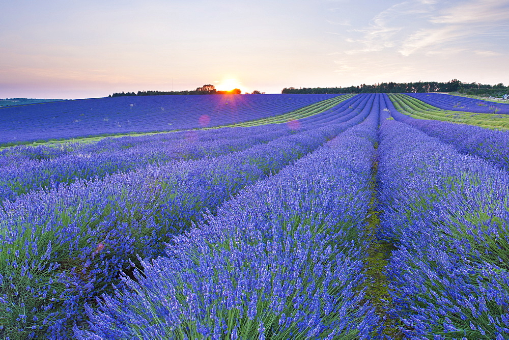 Lavender field at Snowshill Lavender, The Cotswolds, Gloucestershire, England, United Kingdom, Europe