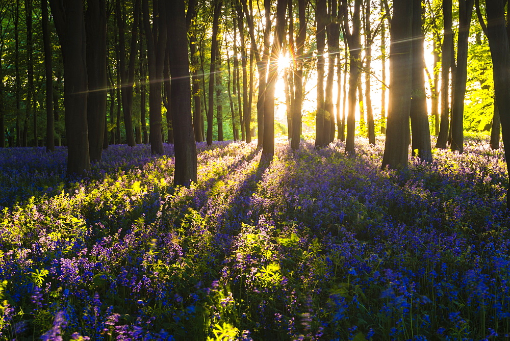 Bluebells in Bluebell woods in spring, Badbury Clump at Badbury Hill, Oxford, Oxfordshire, England, United Kingdom, Europe