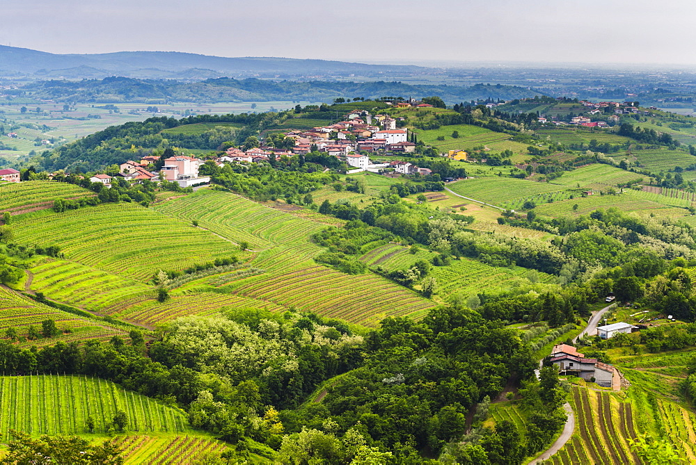 Vineyard countryside surrounding Kozana, Goriska Brda (Gorizia Hills), Slovenia, Europe