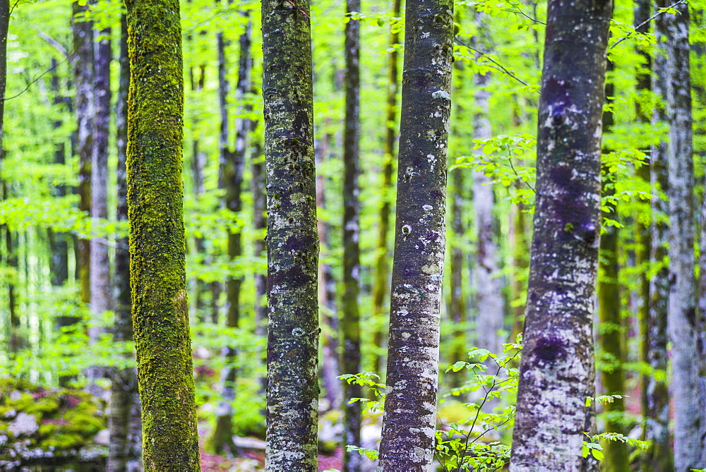 Pine forest at Lake Bohinj, Triglav National Park, Julian Alps, Slovenia, Europe