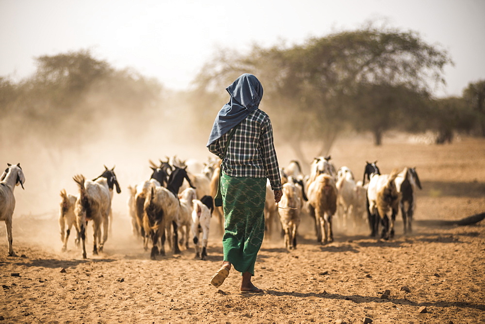 Goat herder at Bagan (Pagan), Myanmar (Burma), Asia