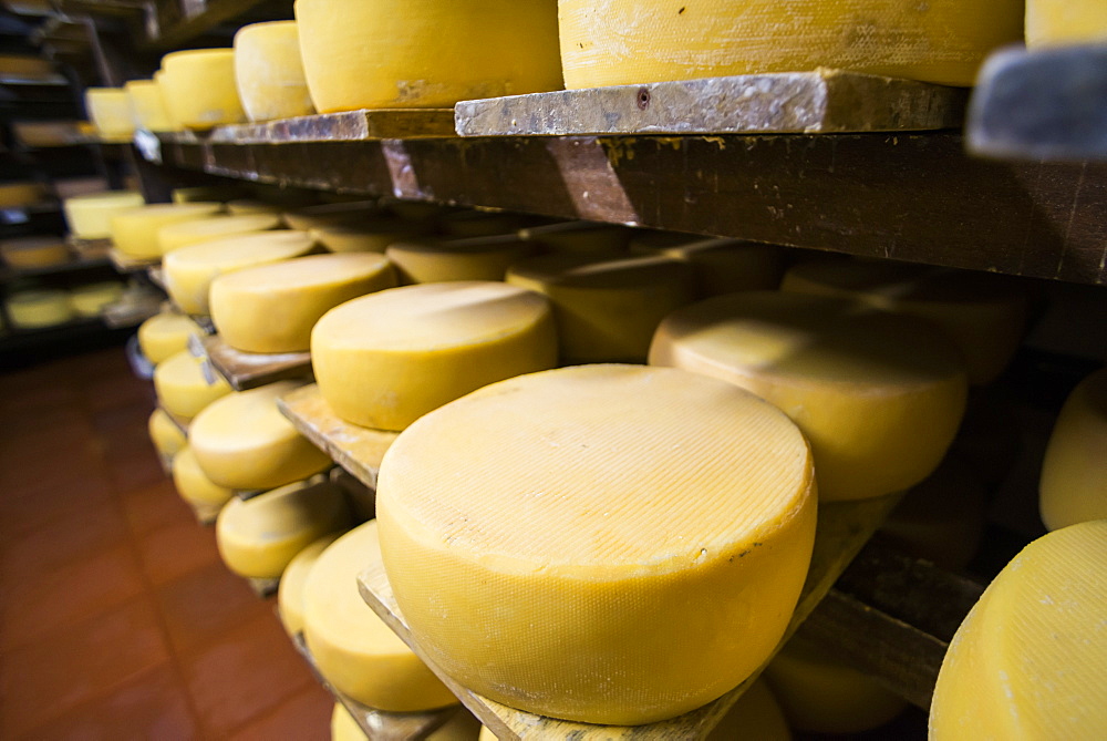 Cheese maturing on a traditional Ecuadorian Hacienda Zuleta, Imbabura, Ecuador, South America