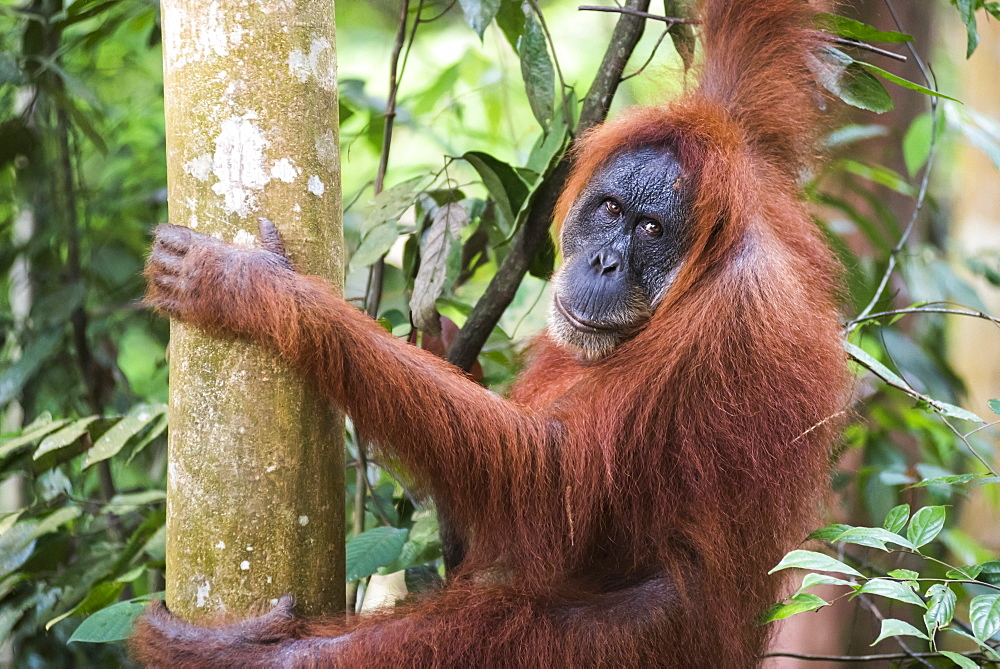 Female Orangutan (Pongo Abelii) in the jungle near Bukit Lawang, Gunung Leuser National Park, North Sumatra, Indonesia, Southeast Asia, Asia