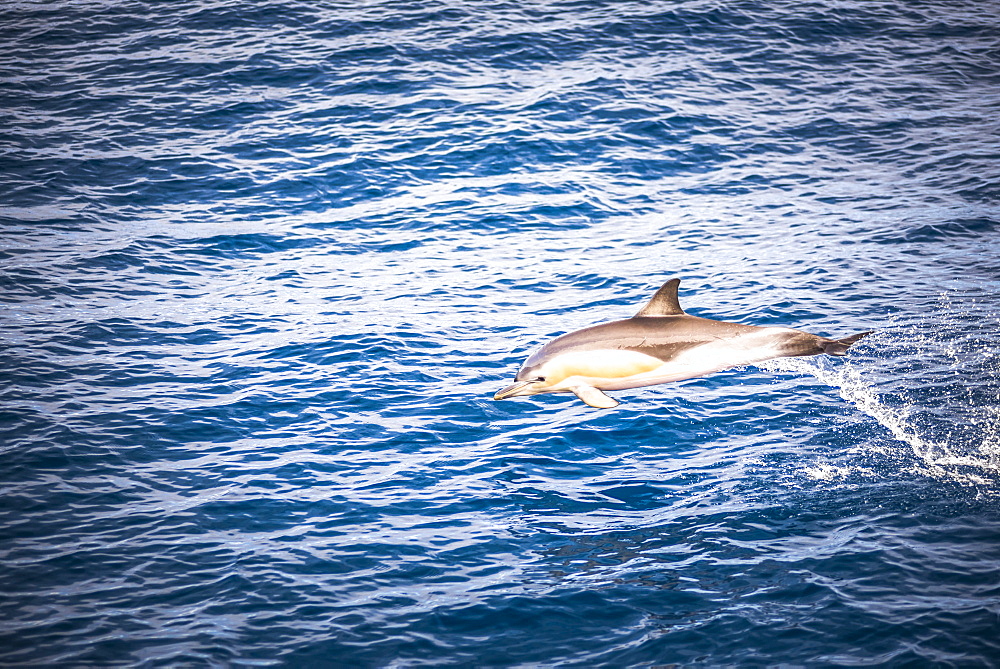 Dolphins seen near Whakatane and Tauranga in the Bay of Plenty, North Island, New Zealand, Pacific