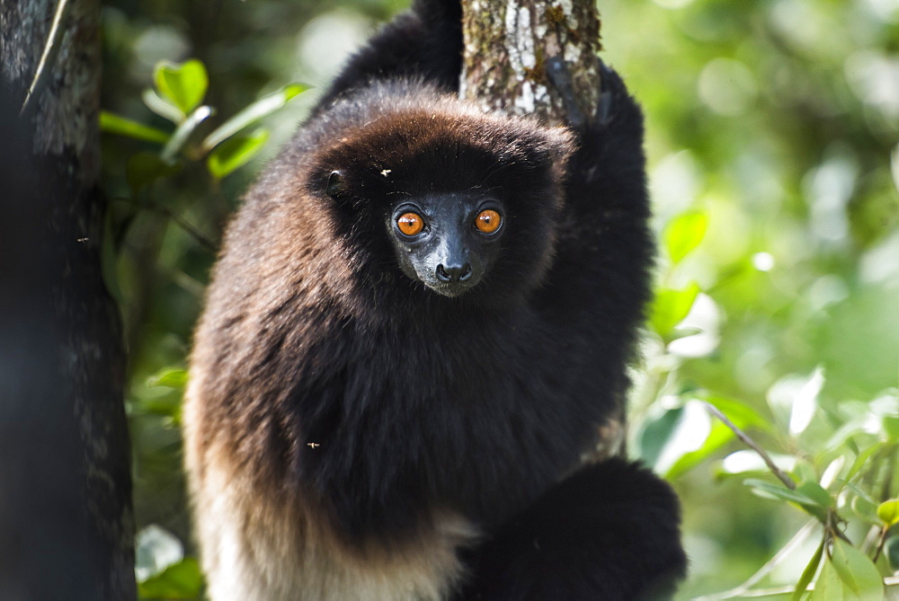 Milne-Edwards sifaka (Propithecus Edwardsi), Ranomafana National Park, Madagascar Central Highlands, Madagascar, Africa