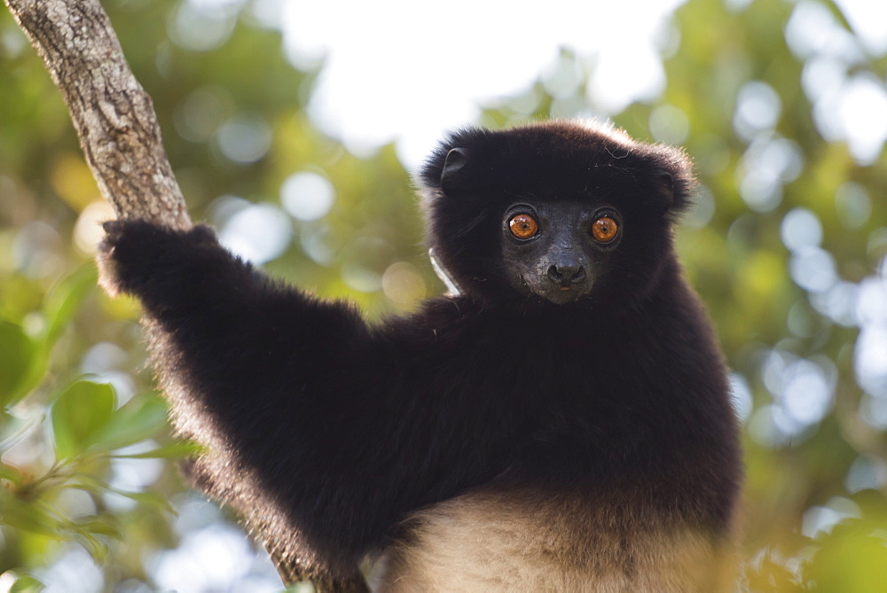 Milne-Edwards sifaka (Propithecus Edwardsi), Ranomafana National Park, Madagascar Central Highlands, Madagascar, Africa