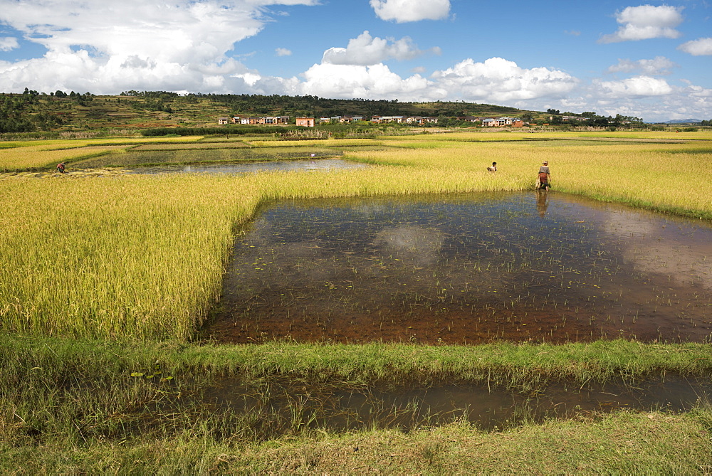 Rice paddy fields on RN7 (Route Nationale 7) near Ambatolampy in the Central Highlands of Madagascar, Africa