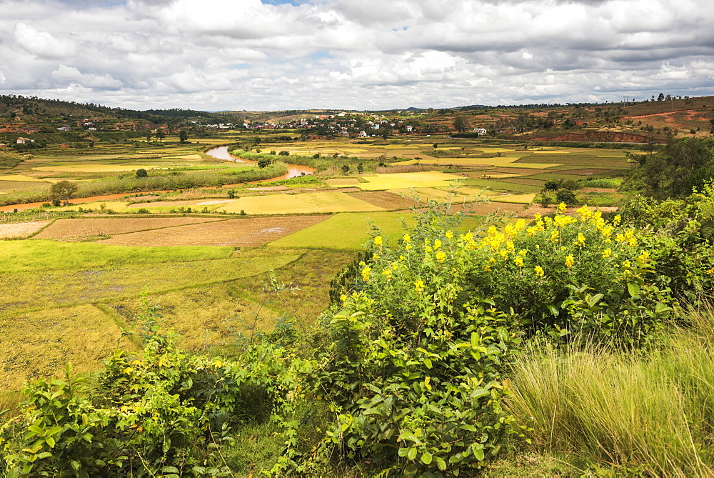 Rice paddy field scenery near Antananarivo, Antananarivo Province, Eastern Madagascar, Africa