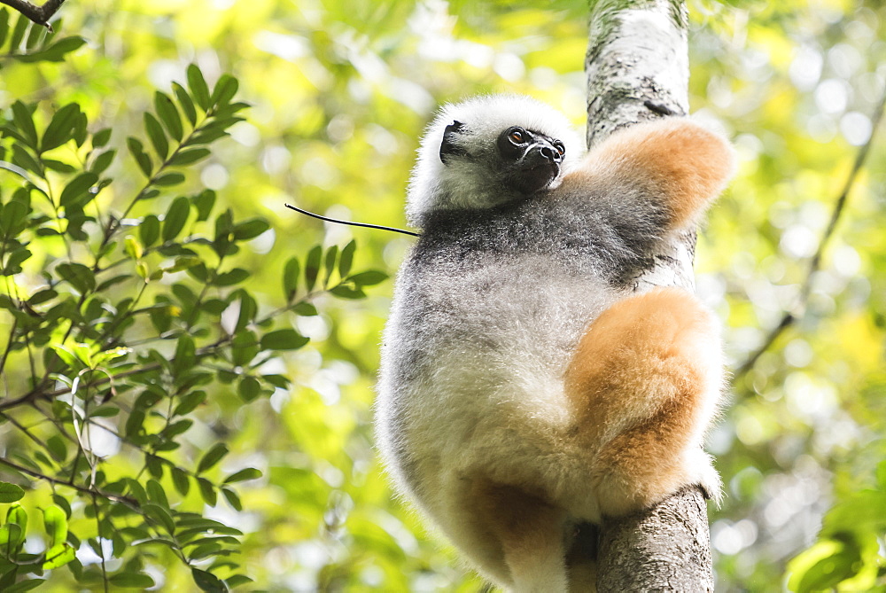 Diademed sifaka (Propithecus diadema), a large lemur in Perinet Reserve, Andasibe-Mantadia National Park, Eastern Madagascar, Africa