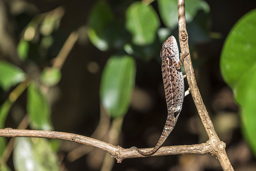 Carpet chameleon (white-lined chameleon) (Furcifer lateralis), endemic to Madagascar, Africa