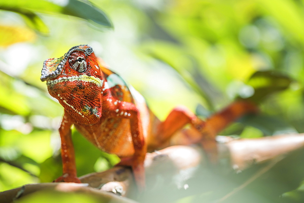 Red panther chameleon (Furcifer pardalis), endemic to Madagascar, Africa