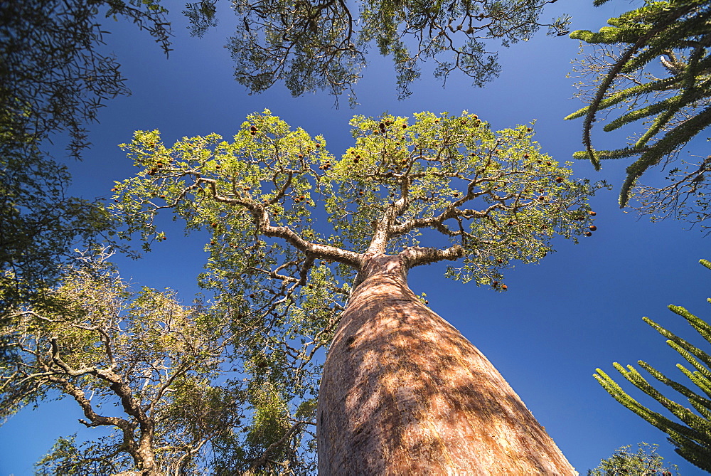 Baobab tree in Spiny Forest, Parc Mosa a Mangily, Ifaty, South West Madagascar, Africa