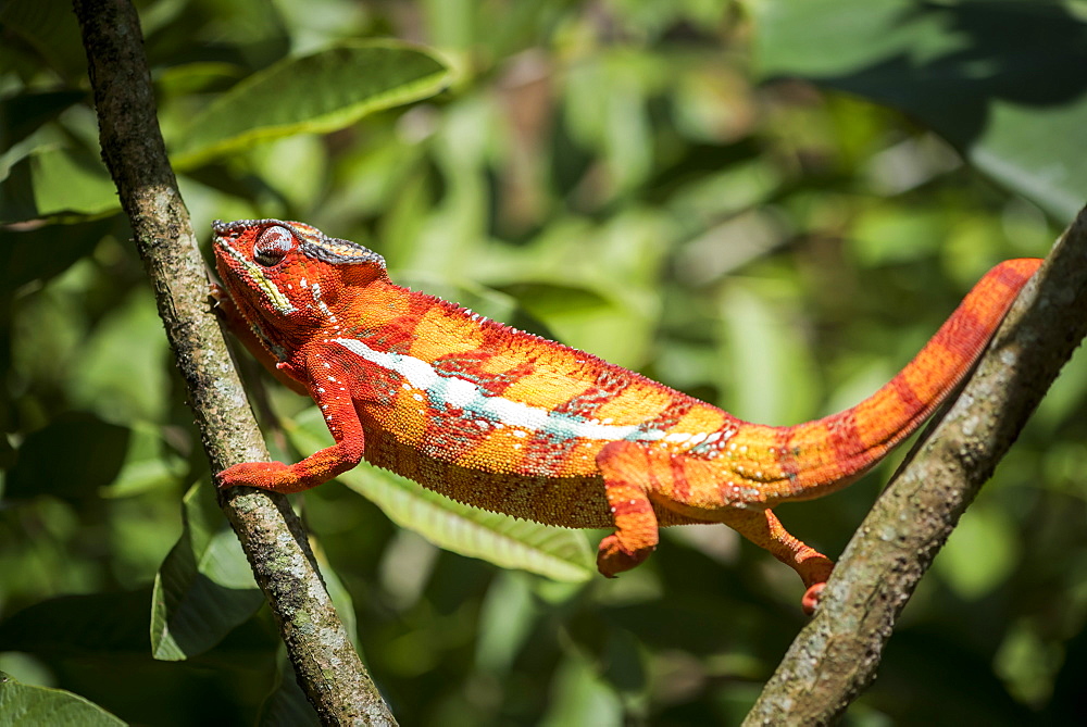 Red panther chameleon (Furcifer pardalis), endemic to Madagascar, Africa