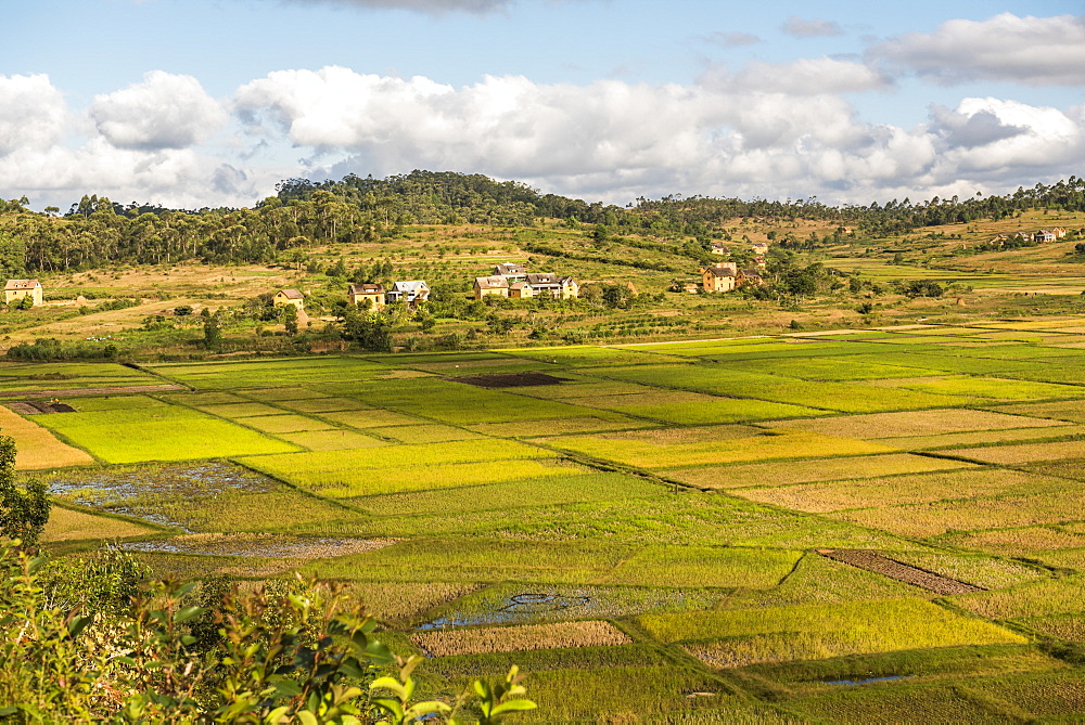 Paddy rice field landscape in the Madagascar Central Highlands near Ambohimahasoa, Haute Matsiatra Region, Madagascar, Africa