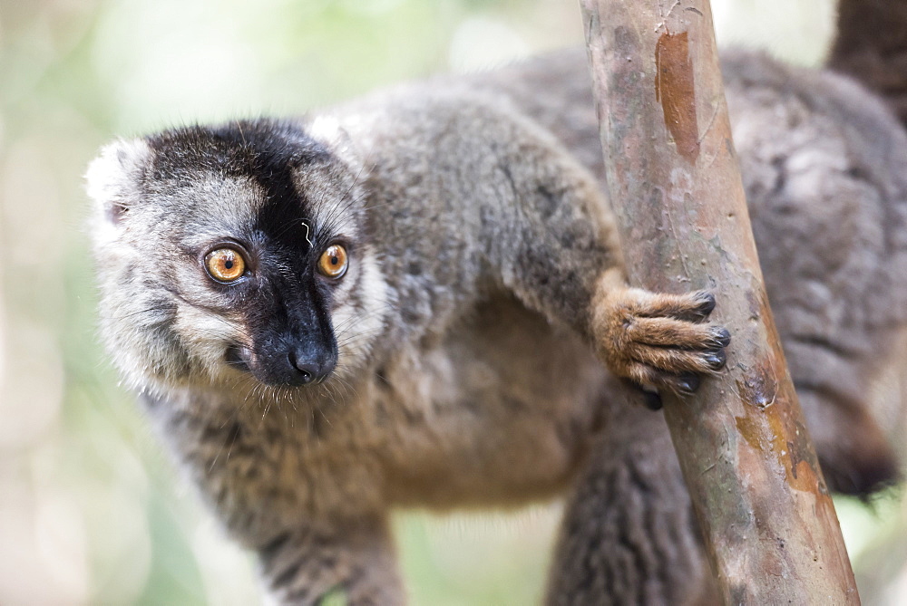 Common brown lemur (Eulemur fulvus), Lemur Island, Andasibe National Park, Madagascar, Africa