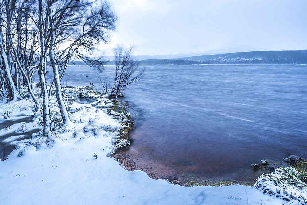 Loch Morlich in snow in winter, Glenmore, Cairngorms National Park, Scotland, United Kingdom, Europe