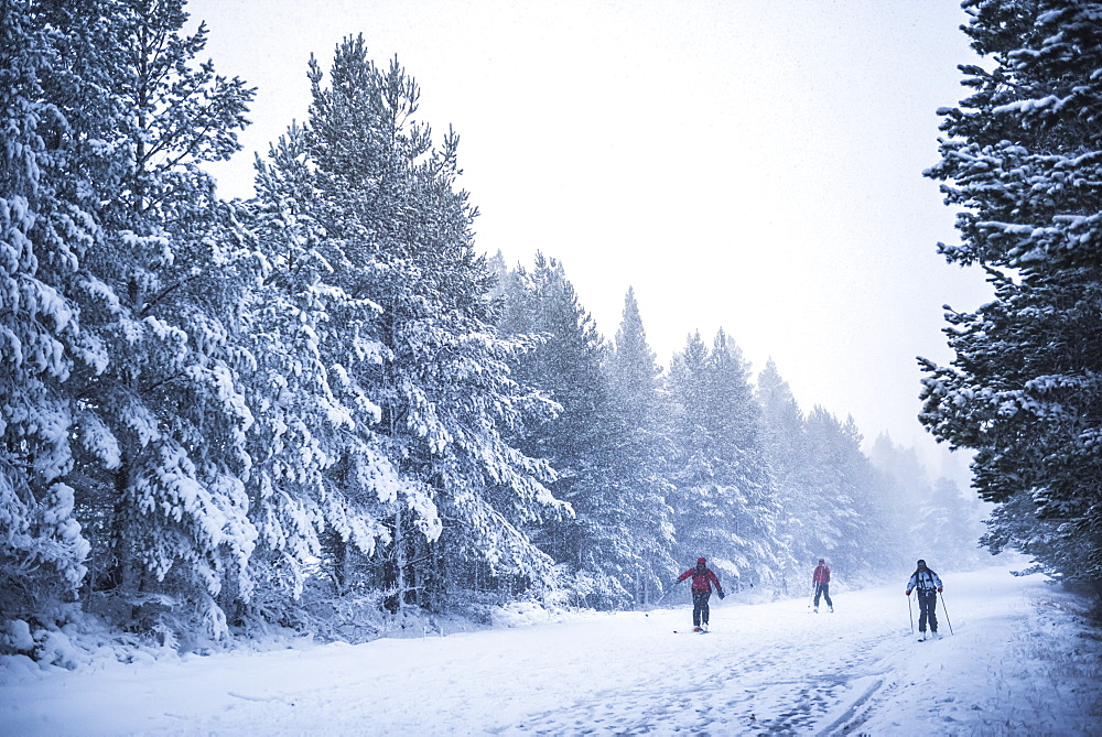 Skiing at CairnGorm Mountain, Glenmore, Cairngorms National Park, Scotland, United Kingdom, Europe