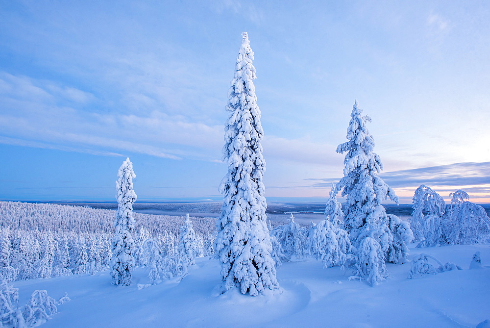 Snow covered winter landscape, Lapland, Pallas-Yllastunturi National Park, Lapland, Finland, Europe