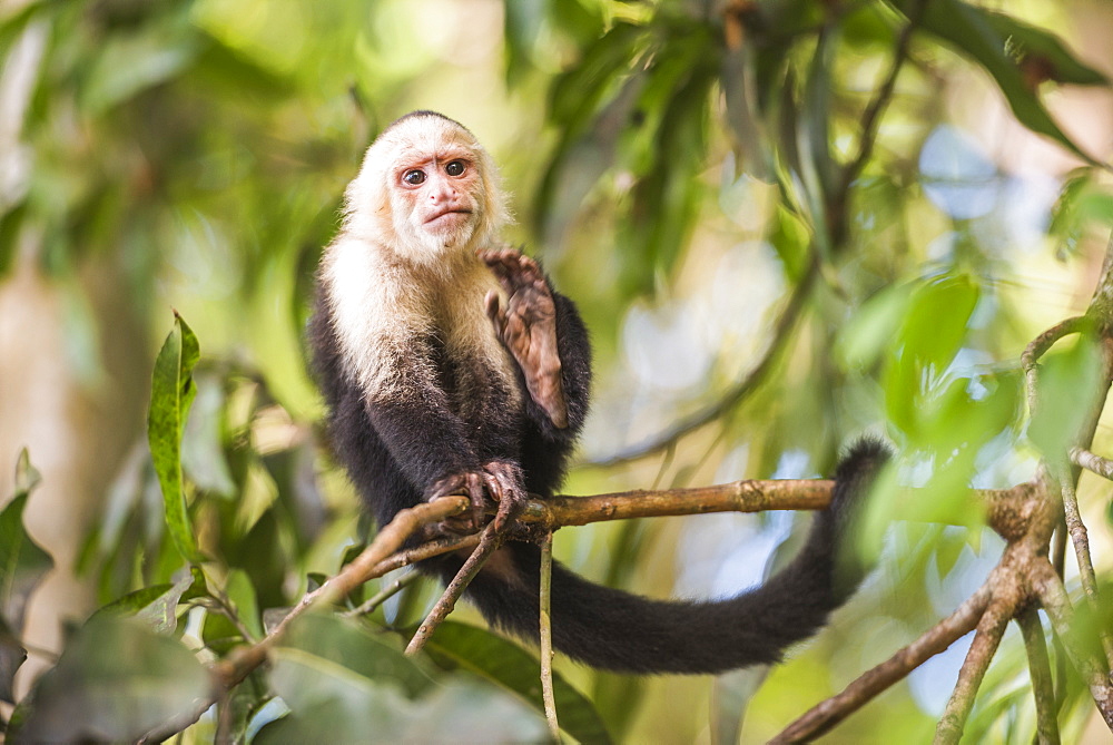 White-faced Capuchin (Cebus capucinus) by Manuel Antonio Beach, Manuel Antonio National Park, Costa Rica, Central America