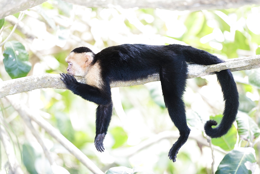 White-faced Capuchin (Cebus capucinus) by Manuel Antonio Beach, Manuel Antonio National Park, Costa Rica, Central America