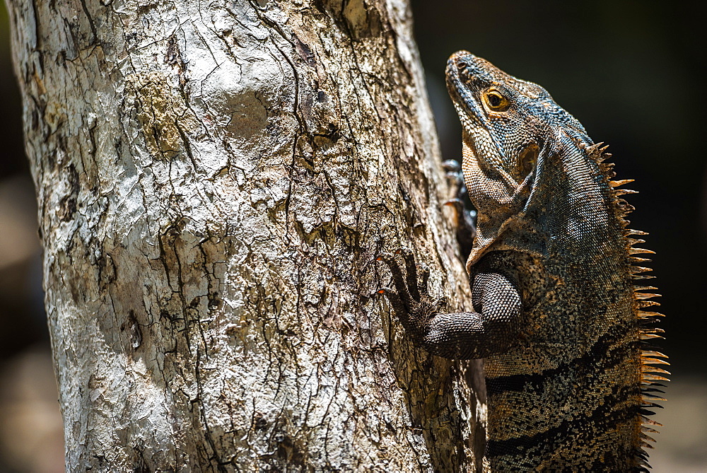 Black Spiny Tailed Iguana Lizard (Ctenosaura similis), Manuel Antonio National Park Beach, Pacific Coast, Costa Rica, Central America