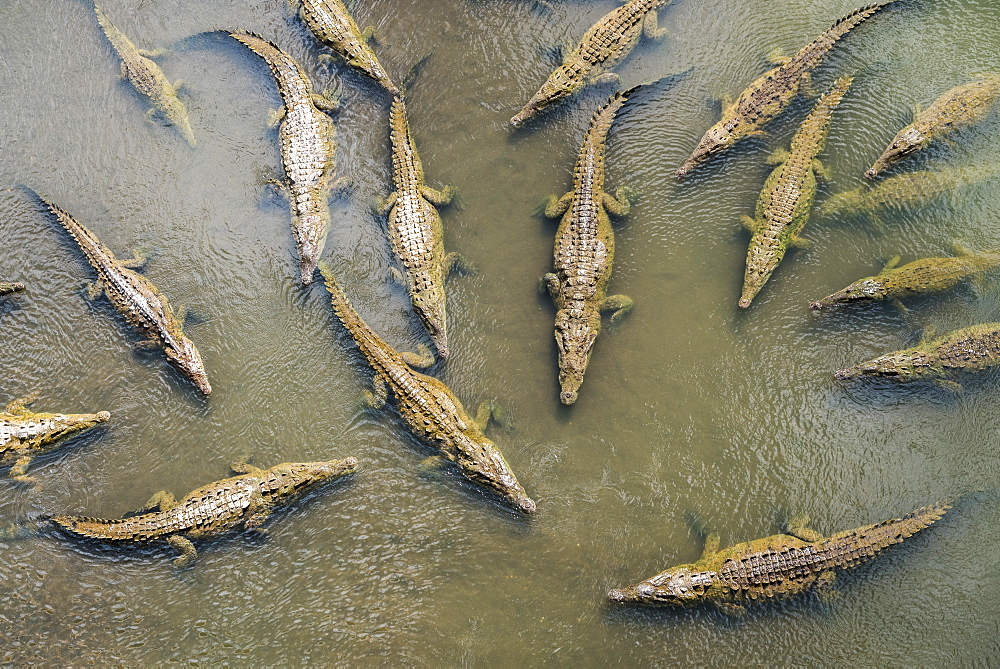 Crocodiles seen from Crocodile Bridge over River Tarcoles, Costa Rica, Central America