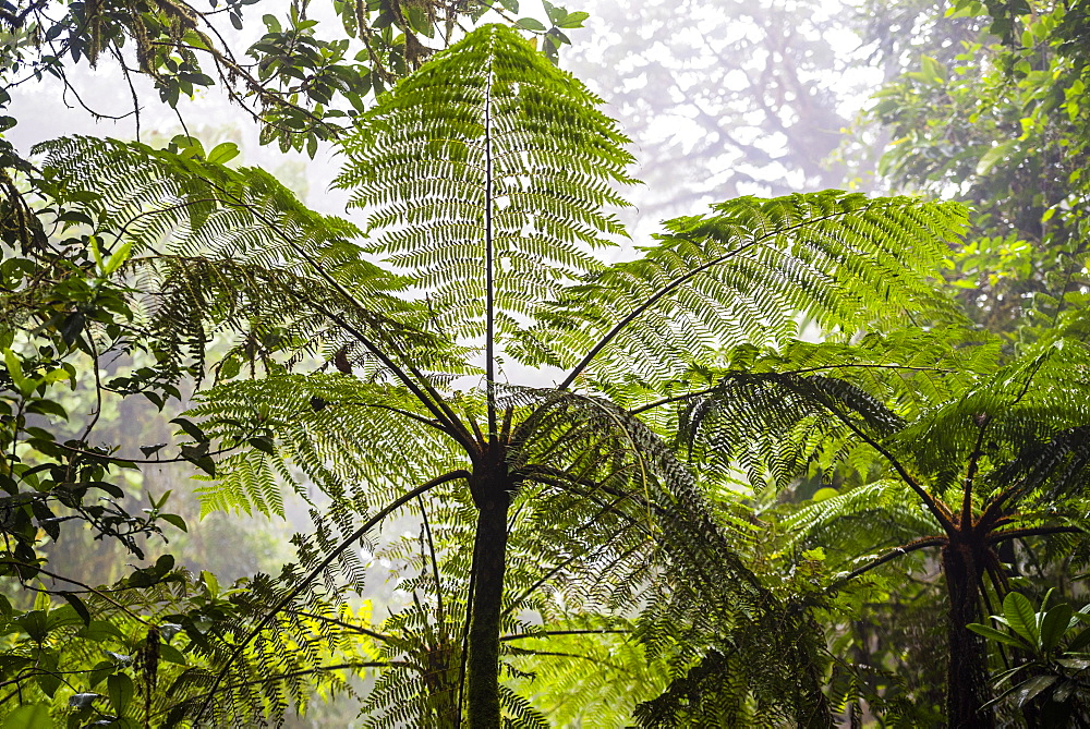 Monteverde Cloud Forest Reserve, Puntarenas, Costa Rica, Central America