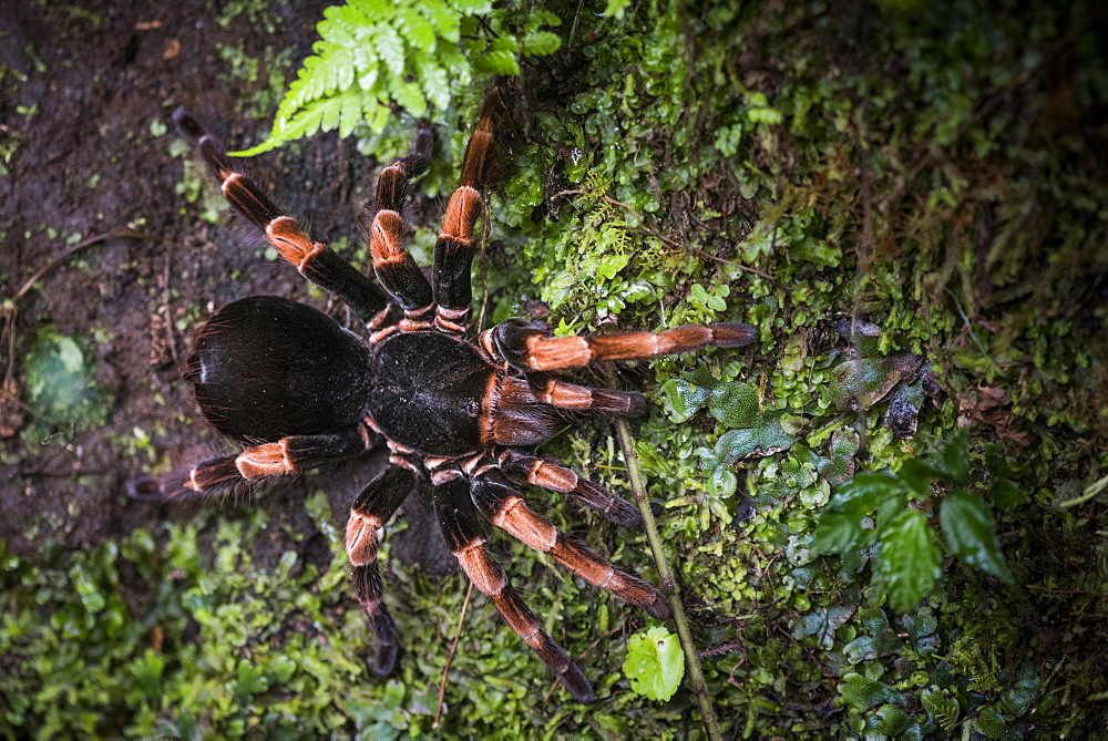 Orange-Kneed Tarantula (Megaphobema mesomelas), Monteverde Cloud Forest Reserve, Puntarenas, Costa Rica, Central America