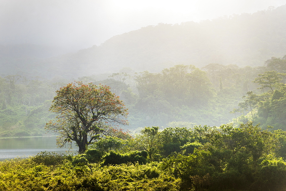 Rainforest landscape at sunrise, Arenal Volcano National Park, Alajuela Province, Costa Rica, Central America