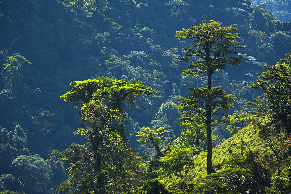 Rainforest in Arenal Volcano National Park, Alajuela Province, Costa Rica, Central America