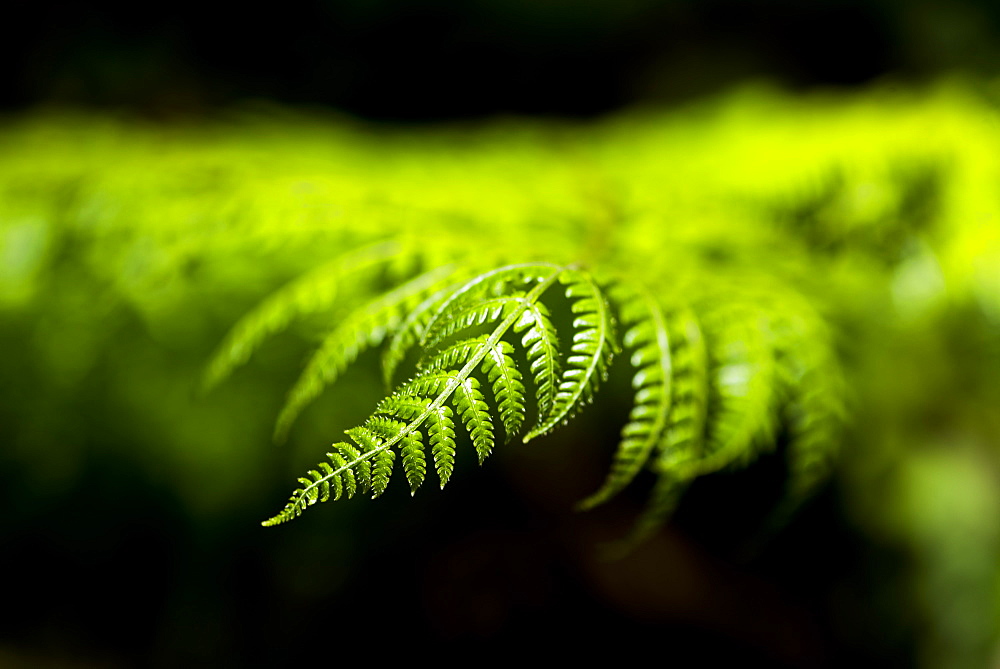 Close up detail of a fern in the rainforest in Arenal Volcano National Park, Alajuela Province, Costa Rica, Central America