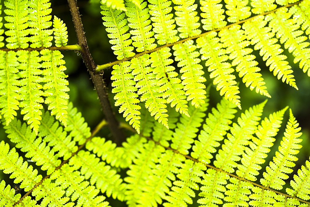 Close up detail of a fern in the rainforest in Arenal Volcano National Park, Alajuela Province, Costa Rica, Central America