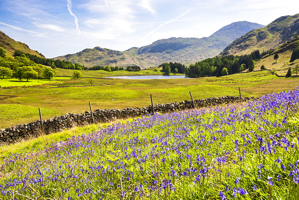 Bluebells and Blea Tarn, Lake District National Park, UNESCO World Heritage Site, Cumbria, England, United Kingdom, Europe