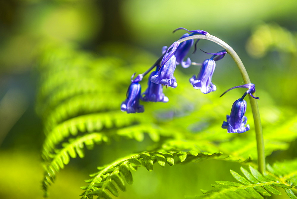 Bluebell woods at Derwent Water, Lake District, Cumbria, England, United Kingdom, Europe