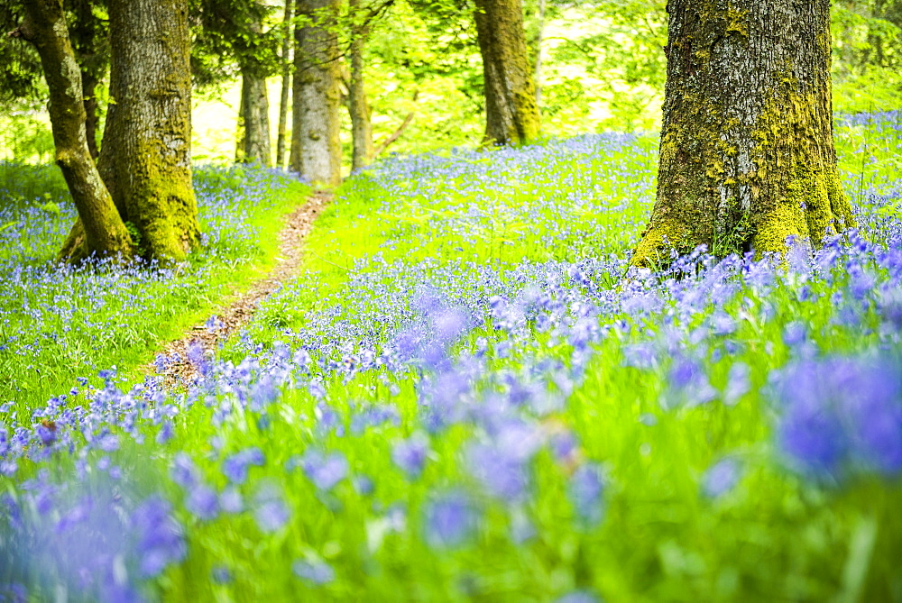 Bluebell woods at Derwent Water, Lake District National Park, UNESCO World Heritage Site, Cumbria, England, United Kingdom, Europe