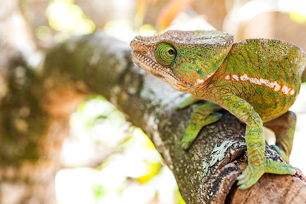 Parson's chameleon (Calumma parsonii), endemic to Madagascar, Africa