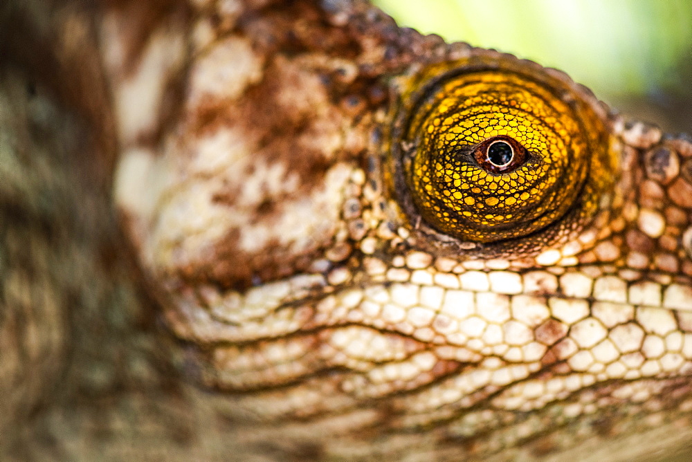 Parson's chameleon (Calumma parsonii), endemic to Madagascar, Africa